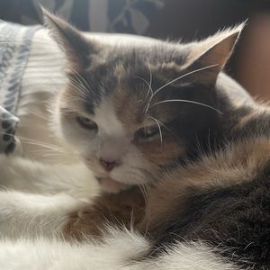 Meet your Posher, Jolie